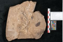 Foto (Objekt + Etikett) von Callitris brongniartii Endl. (NHMW-GEO-2024-0188-8215)